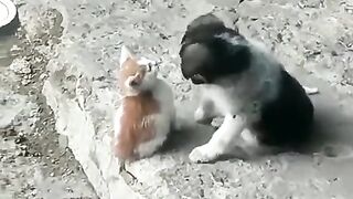 LITTLE DOG LOVE IN CATE