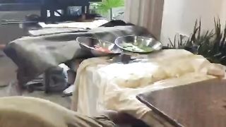 BBQ Party