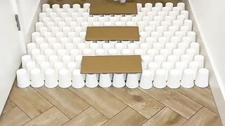 Cat smart game with paper cups | White cute Persian cat