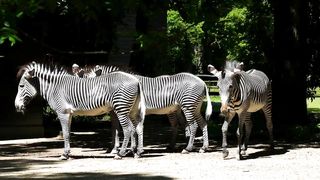 ZEBRA NO ZOOLÓGICO.......ZEBRA AT THE ZOO.