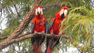 ARARA VERMELHA,,,,,,,,RED MACAW