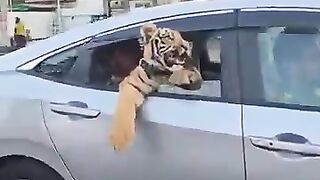 Bengal tiger travelling in the car