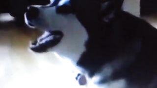 #Funny dog