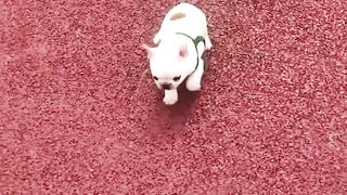 Baby Dogs ???? Cute and Funny Dog Videos Compilation #5 | 30 Minutes of Funny Puppy Videos 2021