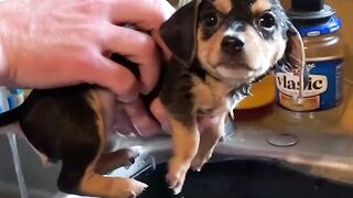 Baby Dogs ???? Cute and Funny Dog Videos Compilation #2 | 30 Minutes of Funny Puppy Videos 2021