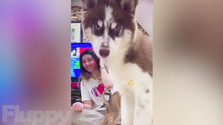 Best of Funny Doggos Compilation! ???? (Viral DOGS on the Internet) ????