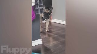 The Best DOG Videos of 2023 ???? Hilarious Dogs Compilation! ???? 2