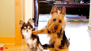 ???? Funny Guilty Dogs ???? Compilation