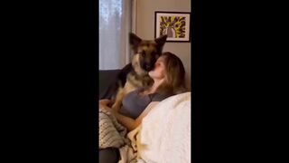 Funny and Cute German Shepherd Videos That Will Change Your Mood For Good - GSD Puppy