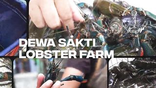 Tips Sukses Berbudi daya Lobster Air Tawar Bagi Pemula