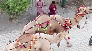 Eid Mubarak 70