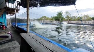 FITOPLANKTON adalah musuh dalam budidaya udang VANAME