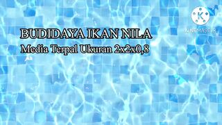 KOLAM TERPAL __ BUDIDAYA NILA SISTEM SAS_RAS PALING HEMAT