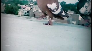Pigeon Lovers videos | Kabootar Bazi