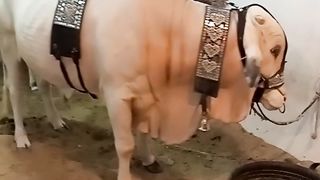 Qurbani ka nukea