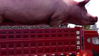 Truk Trailer 16