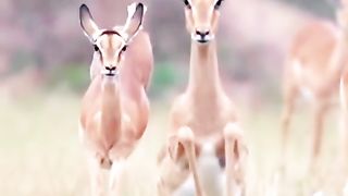 Jangal ..