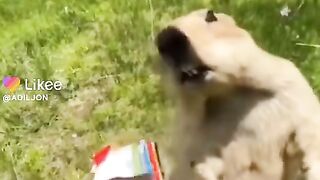 Funy video 22