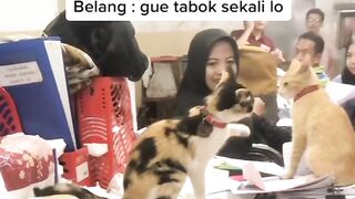 satu kantor lihat kucing lucu