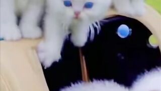 CUTE CATE AND DOGS | SUBSCRIBE MY CHANNEL #CUTE ANIMAL