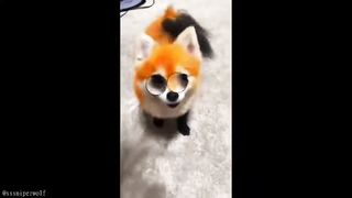 TikTok's CUTESTS Animals of ALL TIME... 2