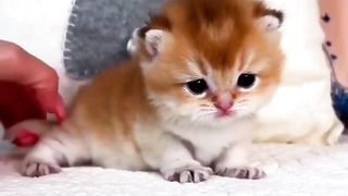 Cute kitten,s shorts