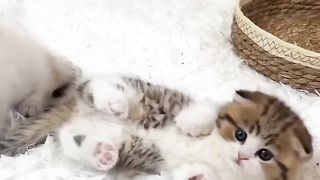 Cute kitten,s 2