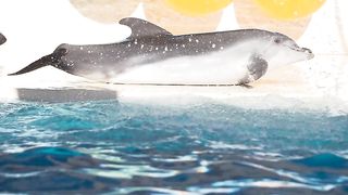 Dolphin ???? 2
