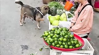 High iq dog helps owner to but food