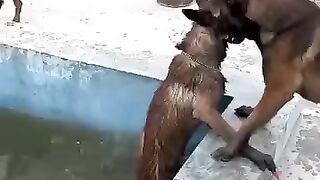 Un chien intelligent sauve son meilleur ami de la noyade