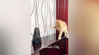 Vous riez, vous perdez  Les chats et les chiens les plus drôles  Partie 8