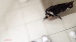Essayer De Ne Pas Rire - Vidéo De Chat À Mourir De Rire #23 | Vidéos Drôles De Chats
