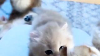 Cute kitten,s 3