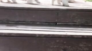 Tik tok Mini Pomeranian.