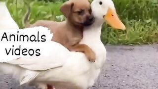 Duck ???? (&) puppies ???? in a drunk funny????????