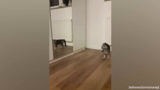Funniest Animals 2023 ????Animaux les plus drôles New Funny Cats Video that will LIFT YOUR MOOD!