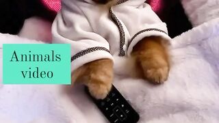 Puppies swag mood ????