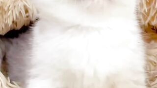 Cute kitten,s 4