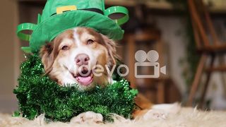 Elegant dog