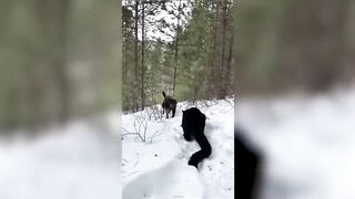 Les Chiens Les Plus Dangereux Au Monde_(