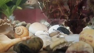 Crab enjoying life