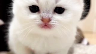 Cute kitten,s 5