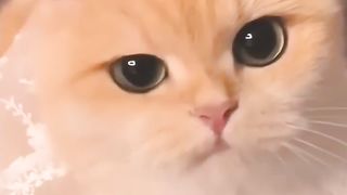 Cute kitten 5