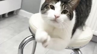 Cute kitten,s 6