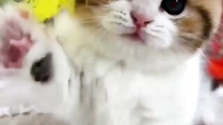Cute kitten,s 7