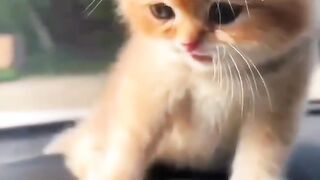 Cute kitten,s 8