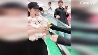 pomeranian, cute puppies, cute dogs,