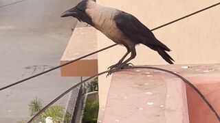 Crow Mood