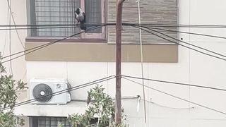 World of Crows