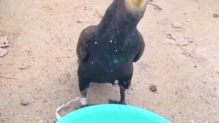 Burung makan ikan